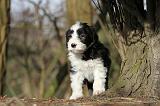 BEARDED COLLIE 087